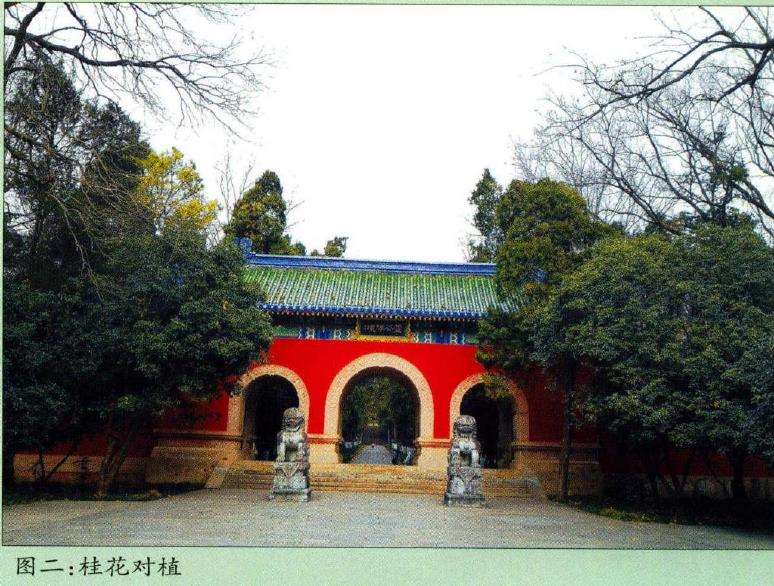 南京栽培桂花历史悠久 战国时早有记载