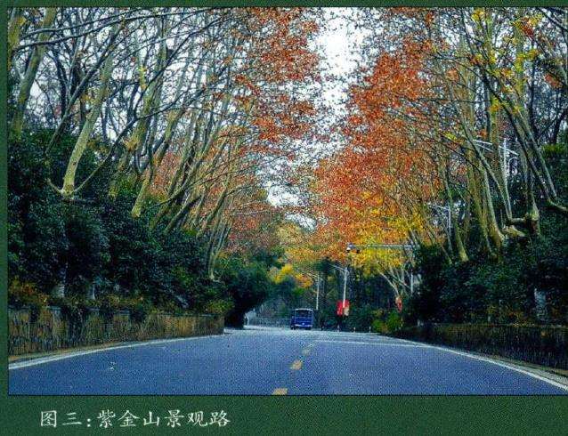 南京栽培桂花历史悠久 战国时早有记载
