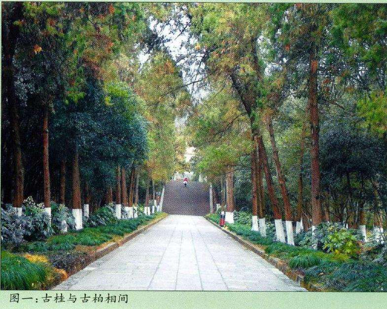 南京栽培桂花历史悠久 战国时早有记载