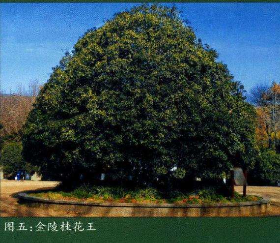 南京栽培桂花历史悠久 战国时早有记载