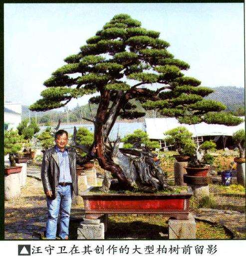 图解 汪守卫怎么创作真柏盆景的16个步骤