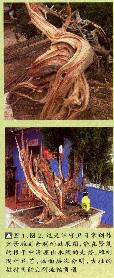 图解 汪守卫怎么创作真柏盆景的16个步骤