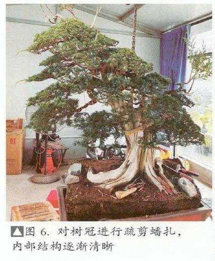 图解 汪守卫怎么创作真柏盆景的16个步骤