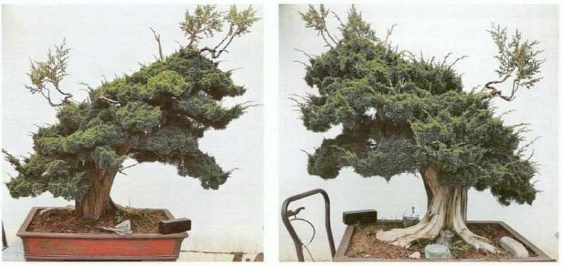 图解 汪守卫怎么创作真柏盆景的16个步骤