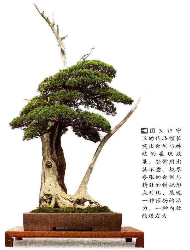 图解 汪守卫怎么创作真柏盆景的16个步骤