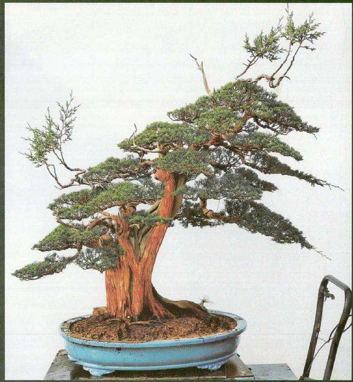 图解 汪守卫怎么创作真柏盆景的16个步骤