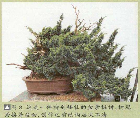图解 汪守卫怎么创作真柏盆景的16个步骤
