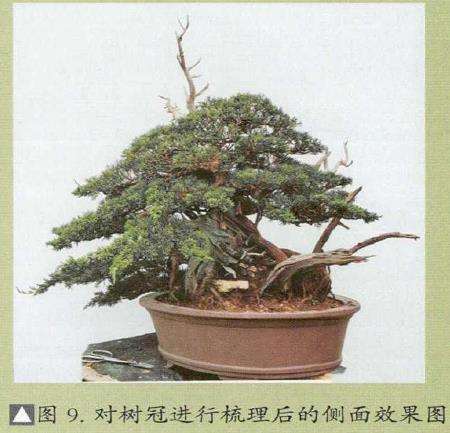 图解 汪守卫怎么创作真柏盆景的16个步骤