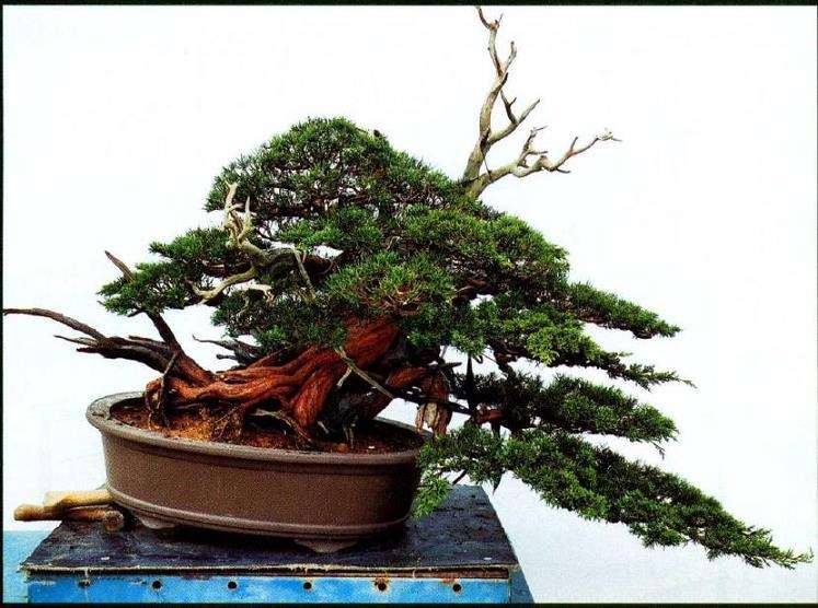 图解 汪守卫怎么创作真柏盆景的16个步骤