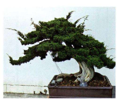 图解 汪守卫怎么创作真柏盆景的16个步骤