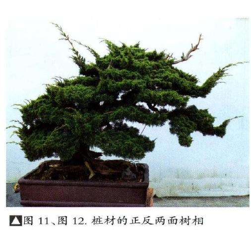 图解 汪守卫怎么创作真柏盆景的16个步骤