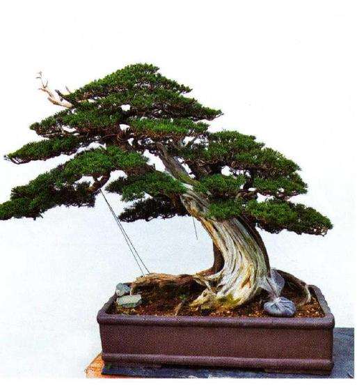 图解 汪守卫怎么创作真柏盆景的16个步骤