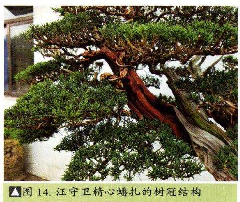 图解 汪守卫怎么创作真柏盆景的16个步骤