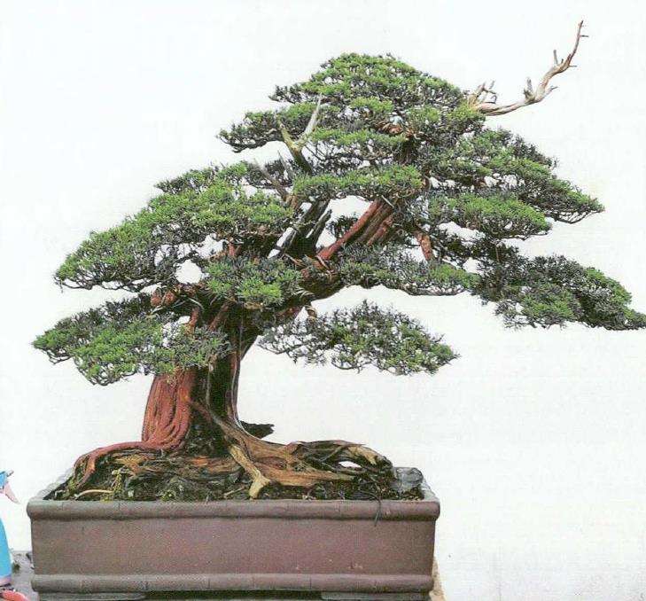 图解 汪守卫怎么创作真柏盆景的16个步骤