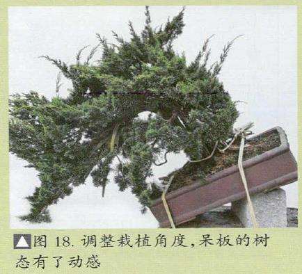 图解 汪守卫怎么创作真柏盆景的16个步骤