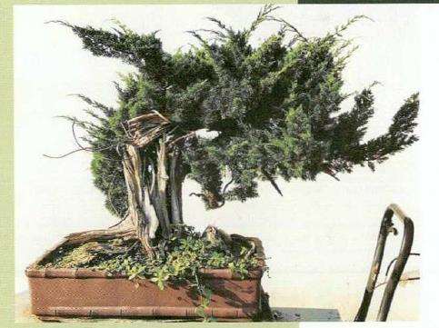 图解 汪守卫怎么创作真柏盆景的16个步骤