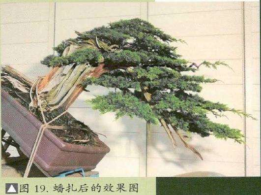 图解 汪守卫怎么创作真柏盆景的16个步骤