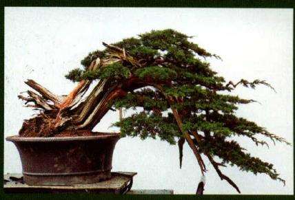 图解 汪守卫怎么创作真柏盆景的16个步骤