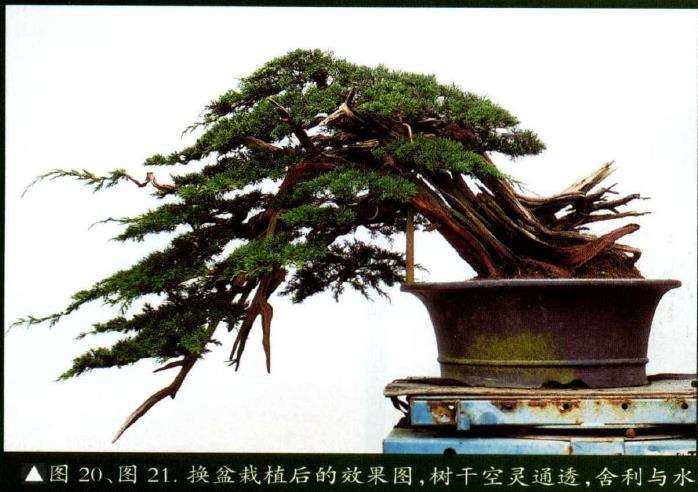 图解 汪守卫怎么创作真柏盆景的16个步骤