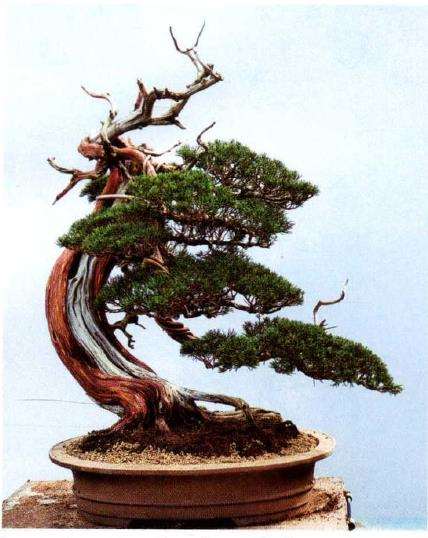 图解 汪守卫怎么创作真柏盆景的16个步骤