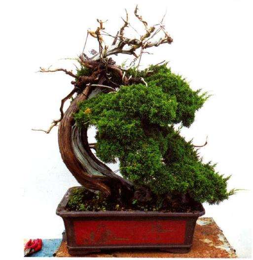 图解 汪守卫怎么创作真柏盆景的16个步骤