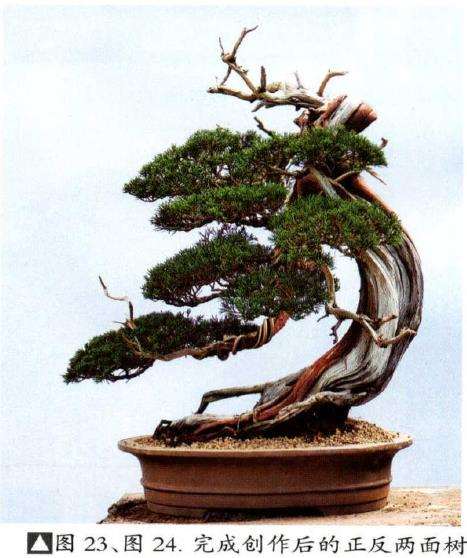 图解 汪守卫怎么创作真柏盆景的16个步骤