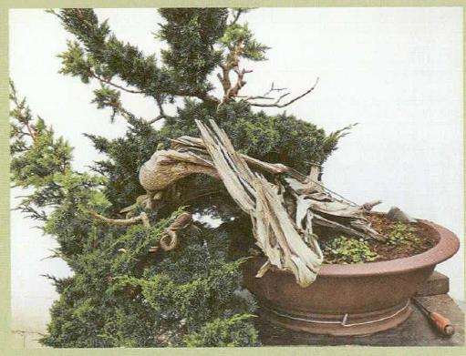 图解 汪守卫怎么创作真柏盆景的16个步骤