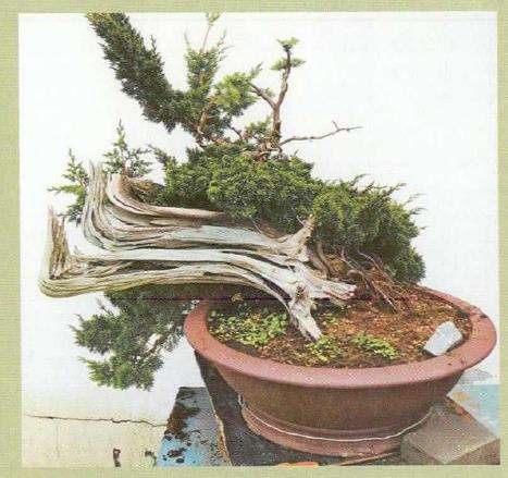 图解 汪守卫怎么创作真柏盆景的16个步骤