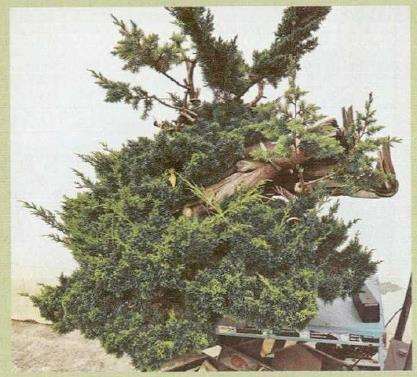 图解 汪守卫怎么创作真柏盆景的16个步骤