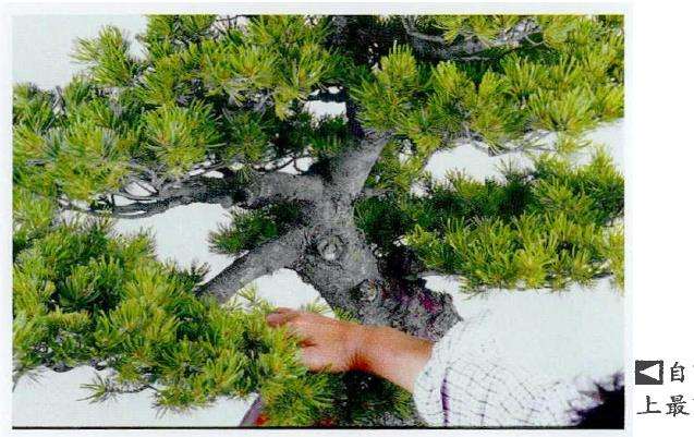 图解 五针松盆景怎么蟠扎 弥补树形缺陷