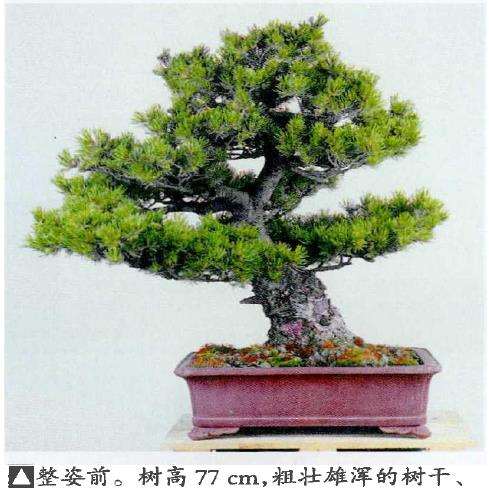 图解 五针松盆景怎么蟠扎 弥补树形缺陷