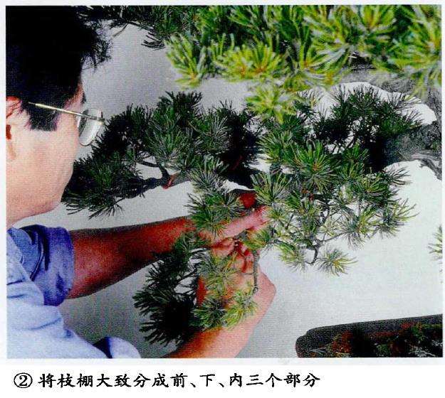图解 五针松盆景怎么蟠扎 弥补树形缺陷