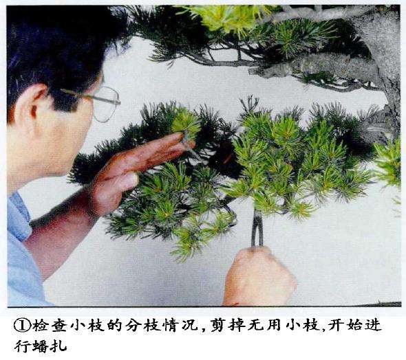 图解 五针松盆景怎么蟠扎 弥补树形缺陷