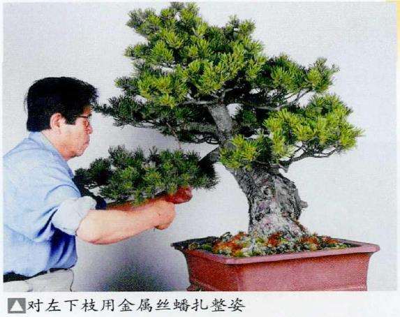 图解 五针松盆景怎么蟠扎 弥补树形缺陷