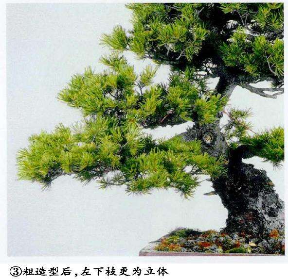 图解 五针松盆景怎么蟠扎 弥补树形缺陷