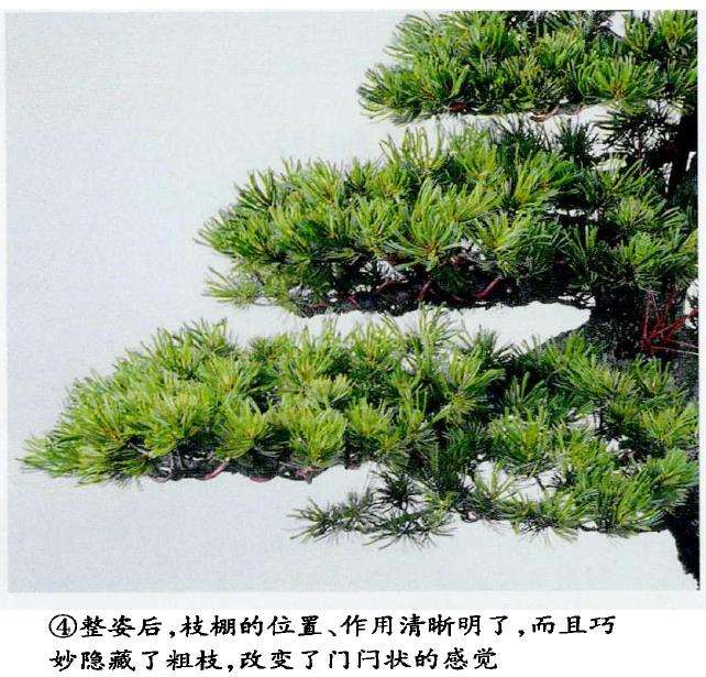 图解 五针松盆景怎么蟠扎 弥补树形缺陷
