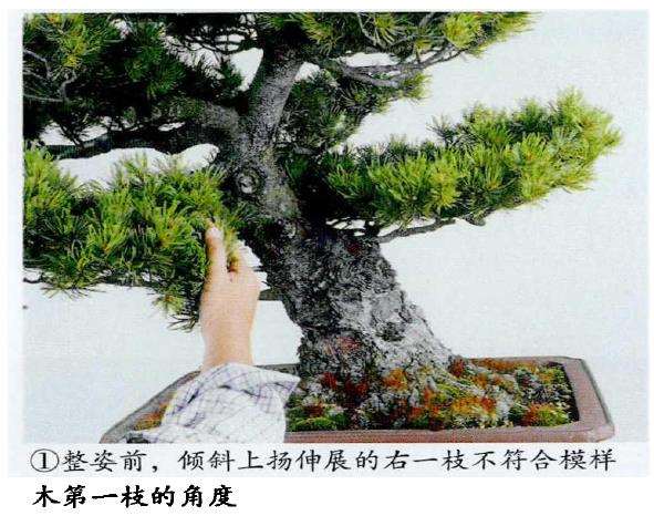 图解 五针松盆景怎么蟠扎 弥补树形缺陷