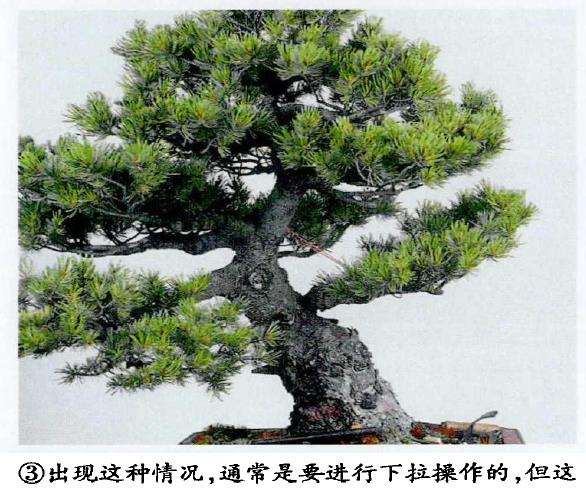 图解 五针松盆景怎么蟠扎 弥补树形缺陷