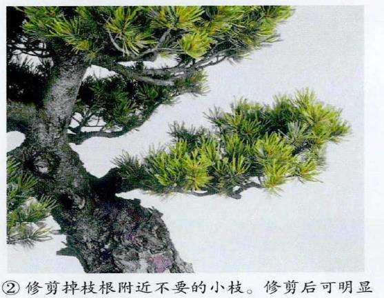 图解 五针松盆景怎么蟠扎 弥补树形缺陷