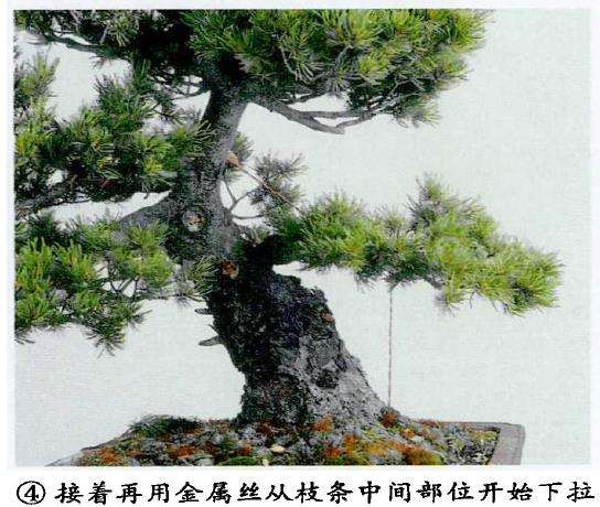 图解 五针松盆景怎么蟠扎 弥补树形缺陷