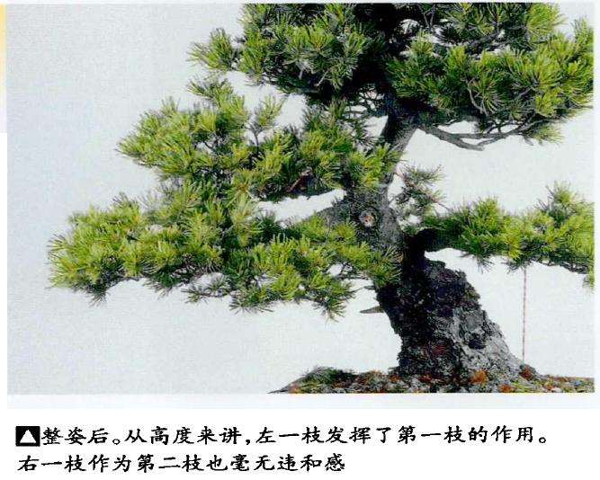 图解 五针松盆景怎么蟠扎 弥补树形缺陷