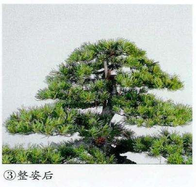 图解 五针松盆景怎么蟠扎 弥补树形缺陷