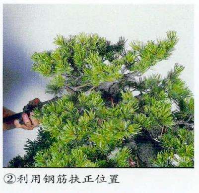 图解 五针松盆景怎么蟠扎 弥补树形缺陷