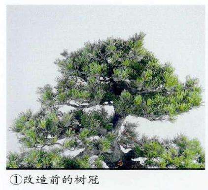 图解 五针松盆景怎么蟠扎 弥补树形缺陷