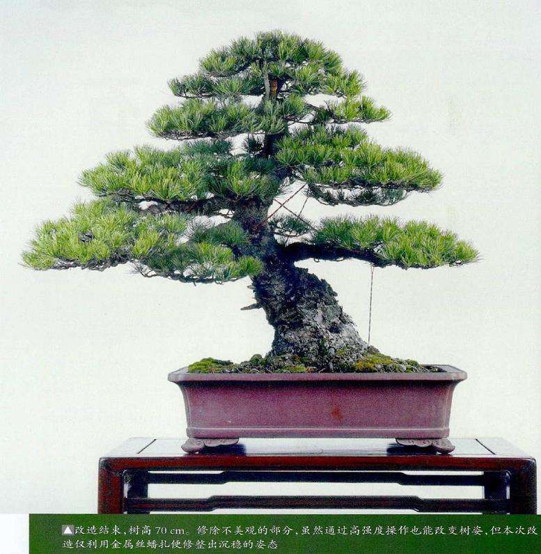 图解 五针松盆景怎么蟠扎 弥补树形缺陷