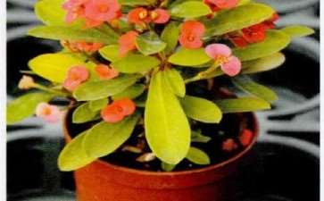 植物界以虎命名的花有哪些 图片