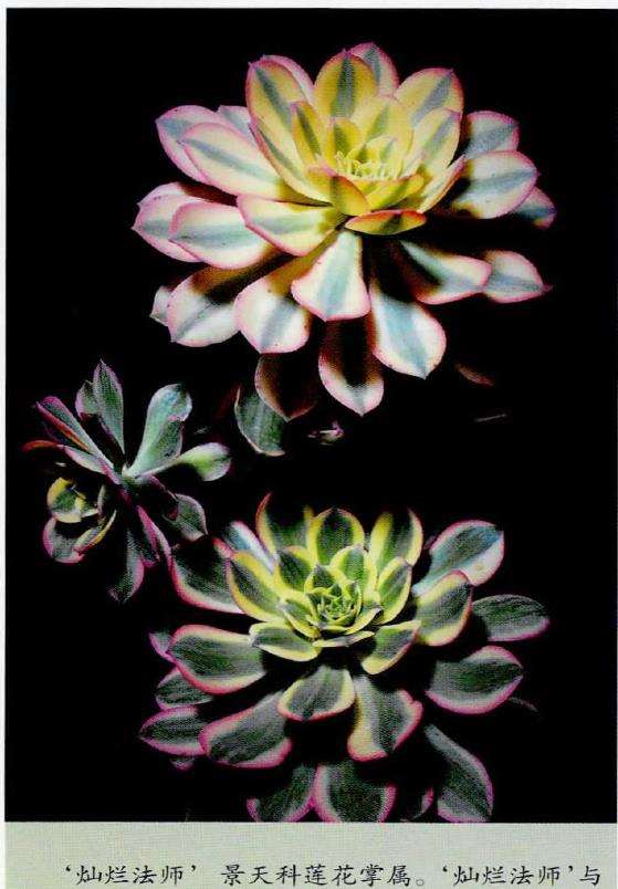 多肉植物怎么养护的4个基础方法 图片