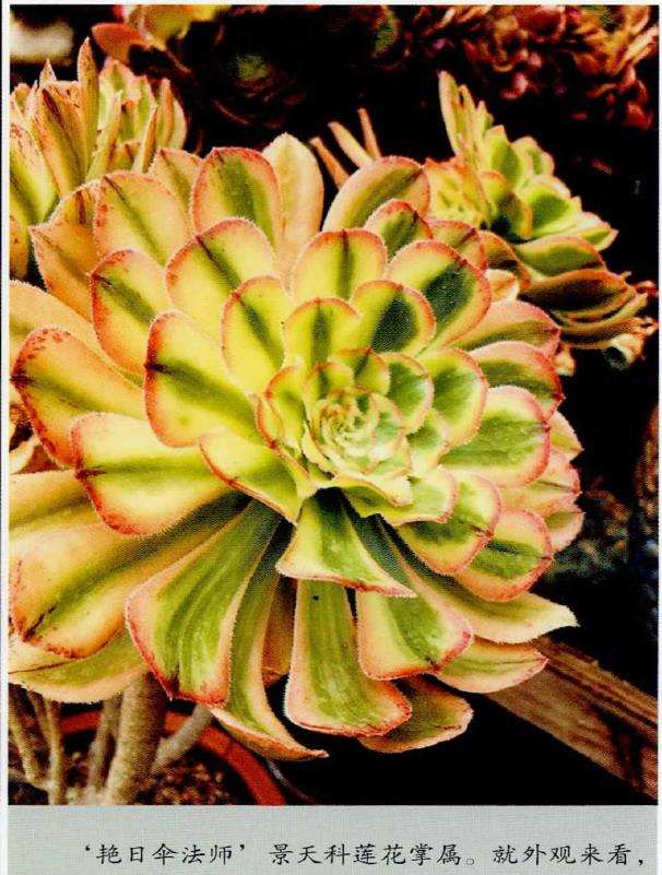 多肉植物怎么养护的4个基础方法 图片