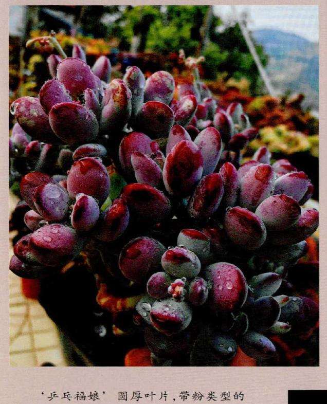 多肉植物怎么养护的4个基础方法 图片