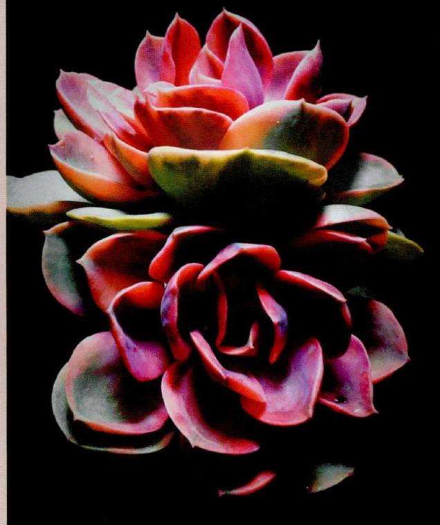 多肉植物怎么养护的4个基础方法 图片